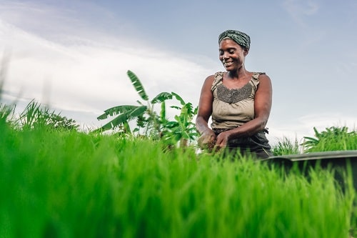 Female Tea Plantation Worker MED Istock 1142656916 Credit Nikada Min