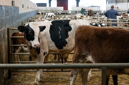 Livestock market istock dageldog