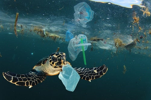 Turtles and Plastic iStock richcarey